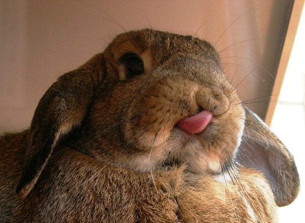 cute-bunnies-tongues-10 cute-bunnies-tongues-10