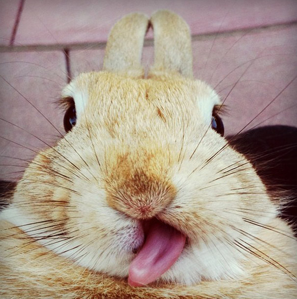 cute-bunnies-tongues-12 cute-bunnies-tongues-12