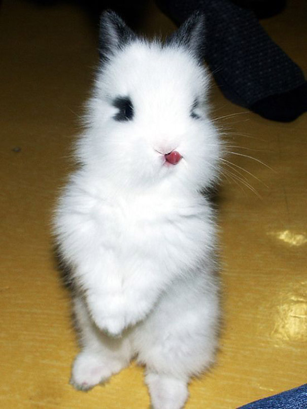 cute-bunnies-tongues-13 cute-bunnies-tongues-13