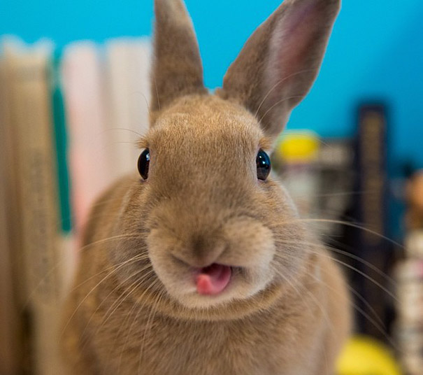 cute-bunnies-tongues-14 cute-bunnies-tongues-14