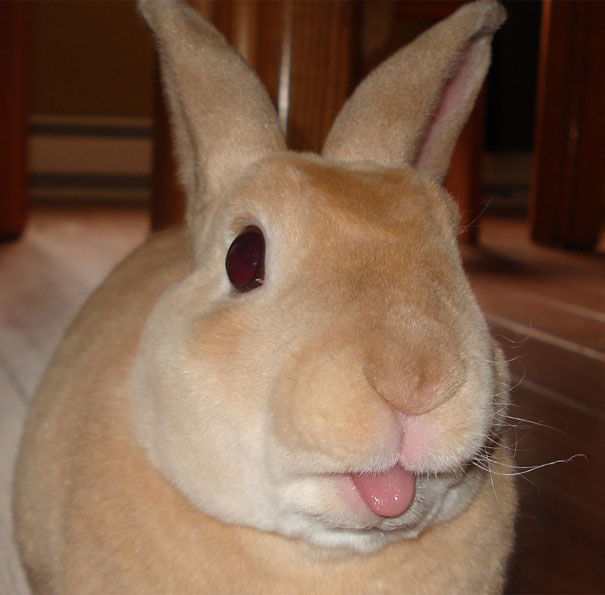cute-bunnies-tongues-15b cute-bunnies-tongues-15b