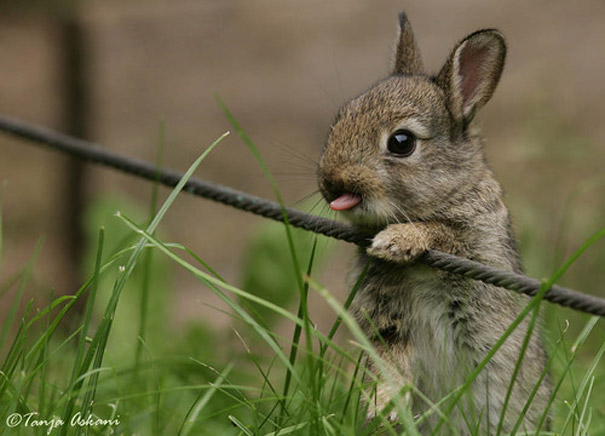 cute-bunnies-tongues-16 cute-bunnies-tongues-16