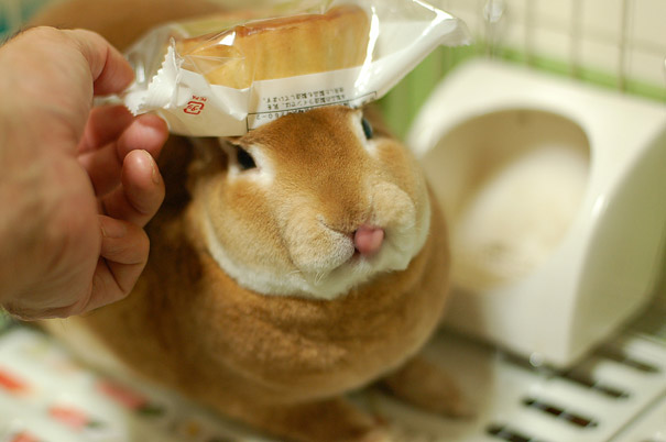 cute-bunnies-tongues-17 cute-bunnies-tongues-17