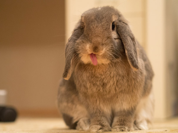 cute-bunnies-tongues-18 cute-bunnies-tongues-18