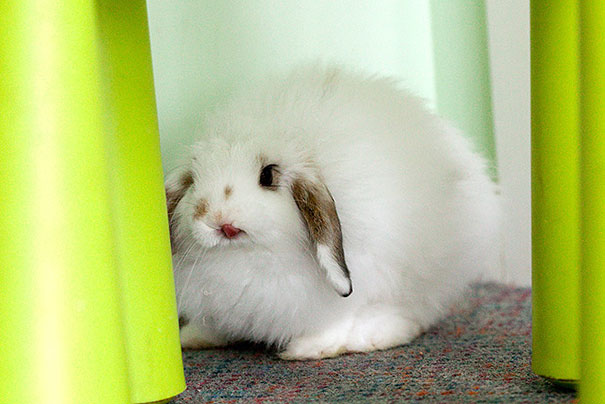 cute-bunnies-tongues-19 cute-bunnies-tongues-19