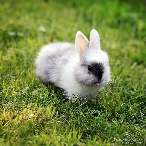 cute-bunnies-tongues-21 cute-bunnies-tongues-21