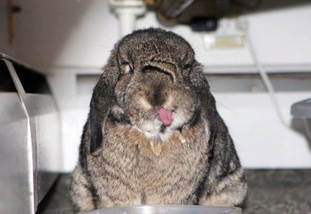 cute-bunnies-tongues-22 cute-bunnies-tongues-22