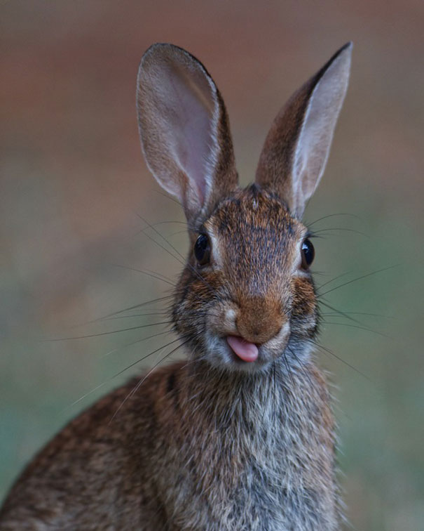cute-bunnies-tongues-23 cute-bunnies-tongues-23