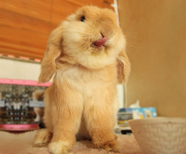 cute-bunnies-tongues-24 cute-bunnies-tongues-24