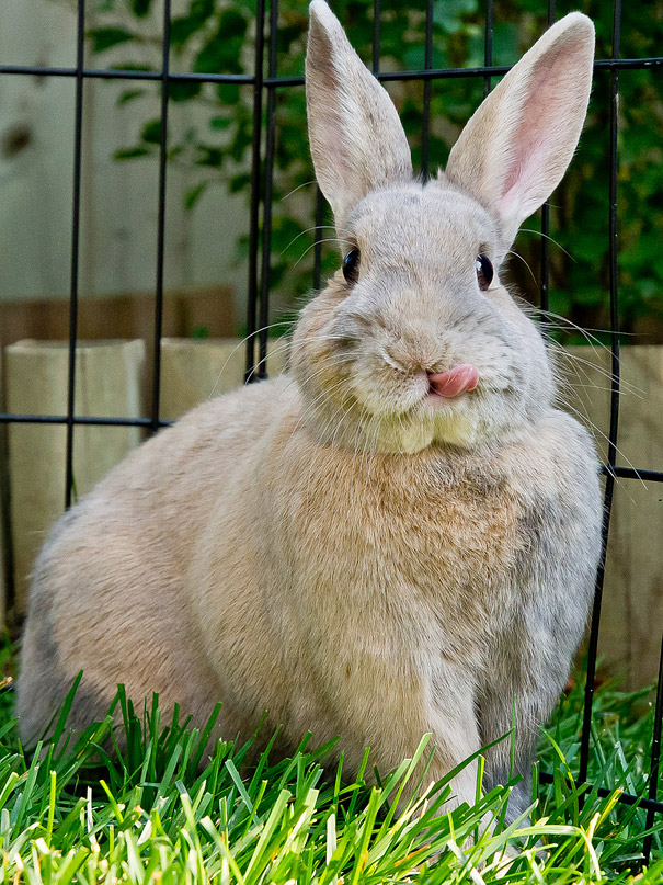cute-bunnies-tongues-5 cute-bunnies-tongues-5