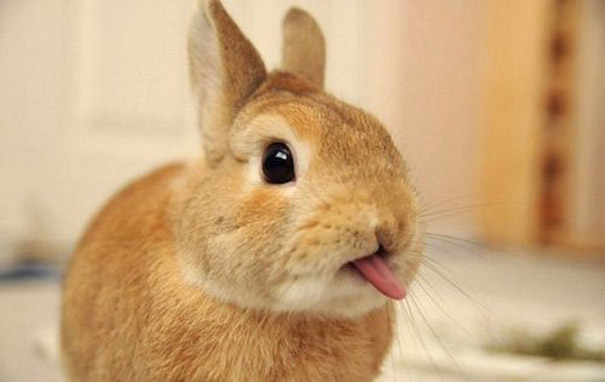 cute-bunnies-tongues-9 cute-bunnies-tongues-9