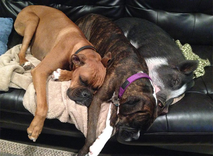 cute-dog-pig-virginia-2 cute-dog-pig-virginia-2