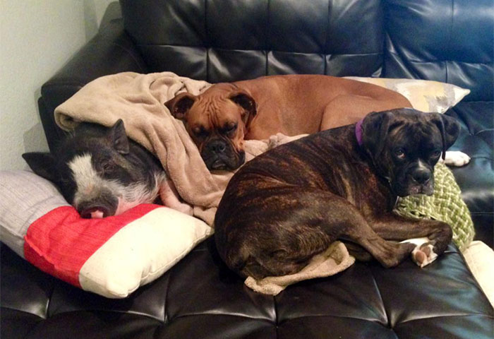 cute-dog-pig-virginia-3 cute-dog-pig-virginia-3