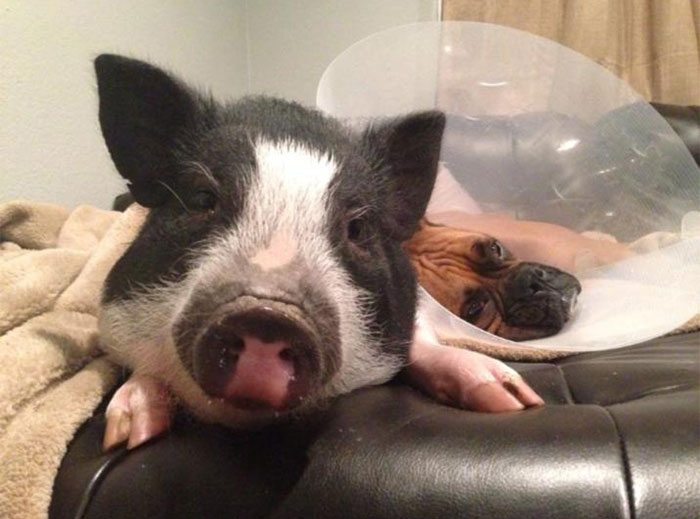 cute-dog-pig-virginia-7 cute-dog-pig-virginia-7