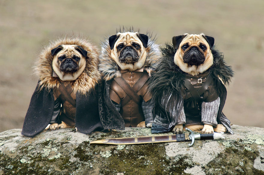 cute-pugs-game-of-thrones-pugs-of-westeros-1 cute-pugs-game-of-thrones-pugs-of-westeros-1
