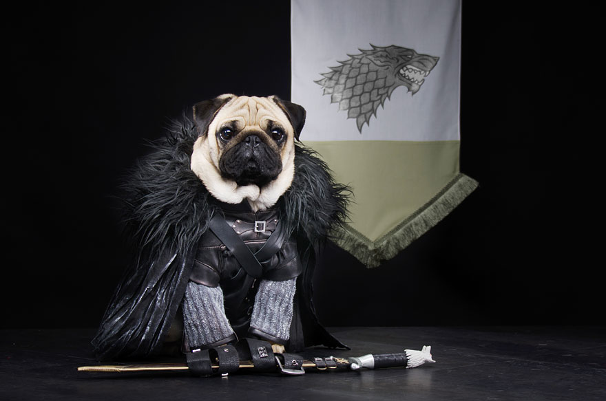 cute-pugs-game-of-thrones-pugs-of-westeros-2 cute-pugs-game-of-thrones-pugs-of-westeros-2