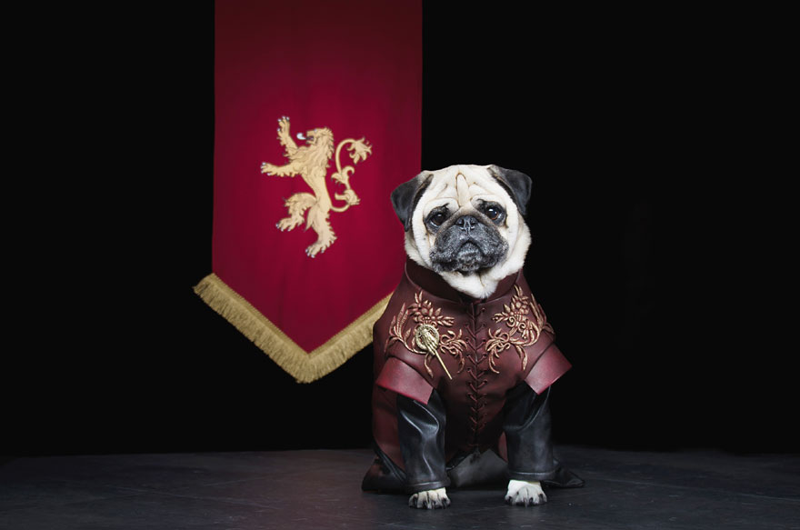 cute-pugs-game-of-thrones-pugs-of-westeros-3 cute-pugs-game-of-thrones-pugs-of-westeros-3