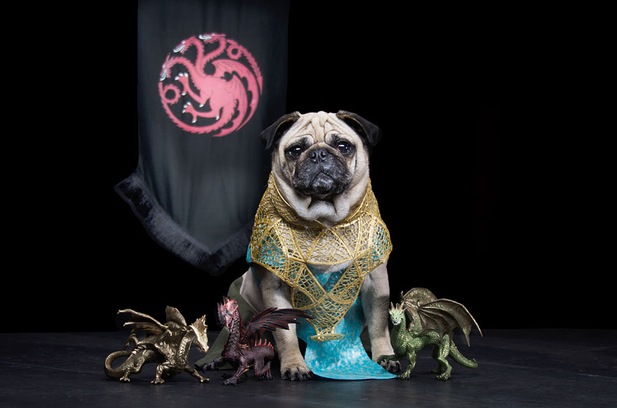 cute-pugs-game-of-thrones-pugs-of-westeros-4 cute-pugs-game-of-thrones-pugs-of-westeros-4