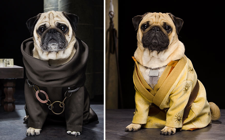 cute-pugs-game-of-thrones-pugs-of-westeros-6 cute-pugs-game-of-thrones-pugs-of-westeros-6