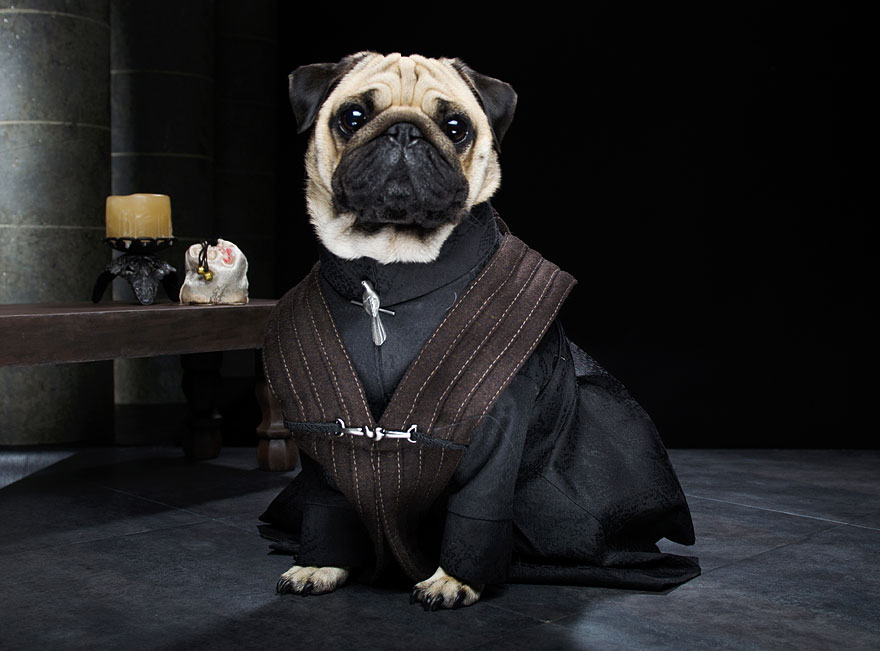 cute-pugs-game-of-thrones-pugs-of-westeros-7 cute-pugs-game-of-thrones-pugs-of-westeros-7