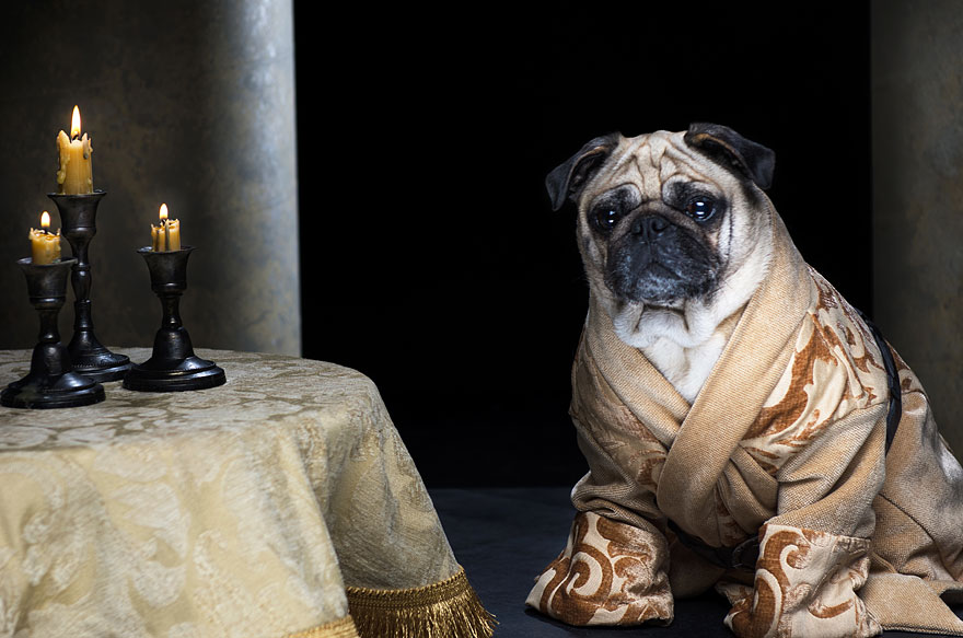cute-pugs-game-of-thrones-pugs-of-westeros-8 cute-pugs-game-of-thrones-pugs-of-westeros-8