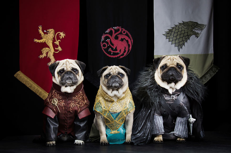 cute-pugs-game-of-thrones-pugs-of-westeros-9 cute-pugs-game-of-thrones-pugs-of-westeros-9