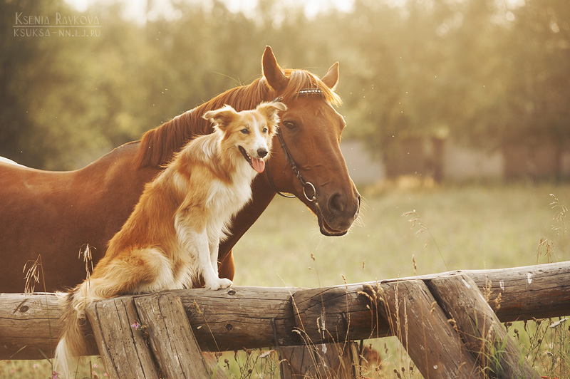 dog-photography-ksuksa-raykova-1