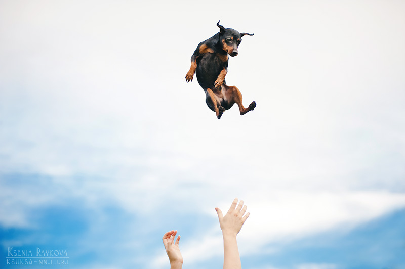 dog-photography-ksuksa-raykova-13