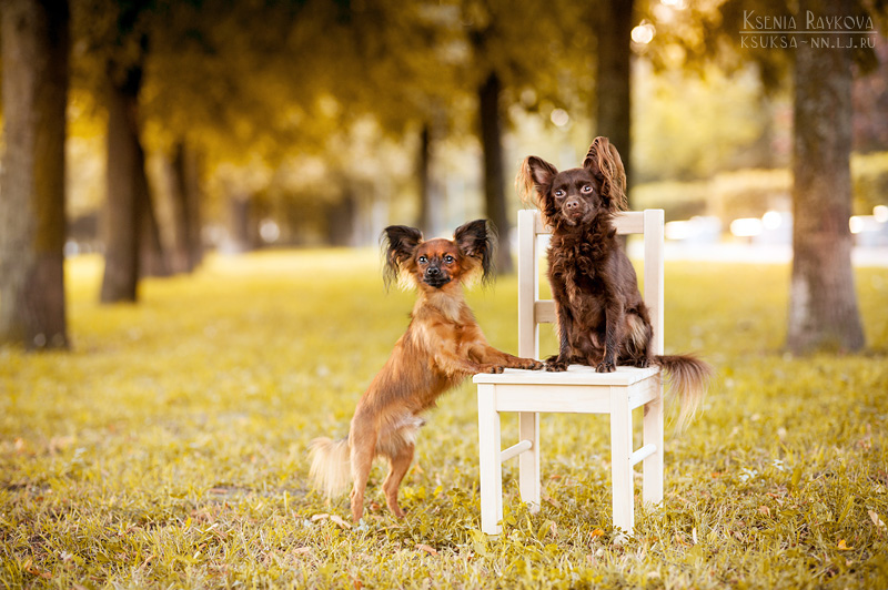 dog-photography-ksuksa-raykova-20
