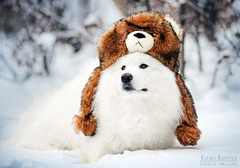 dog-photography-ksuksa-raykova-28