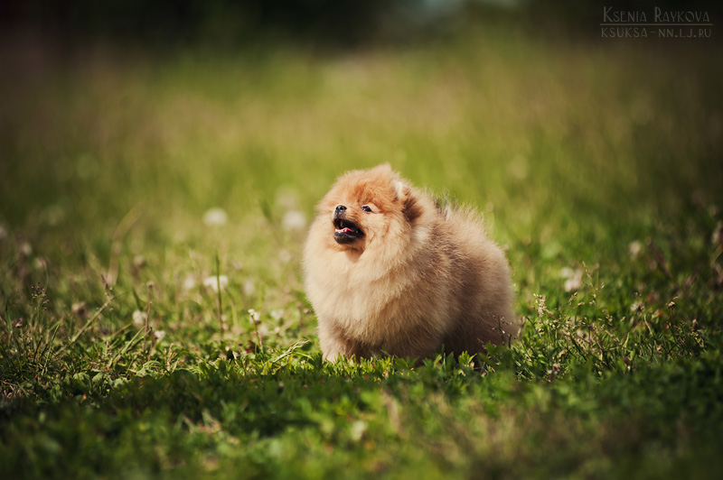 dog-photography-ksuksa-raykova-3