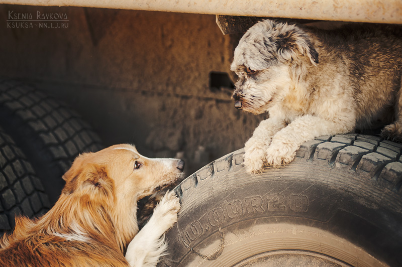 dog-photography-ksuksa-raykova-33 dog-photography-ksuksa-raykova-33