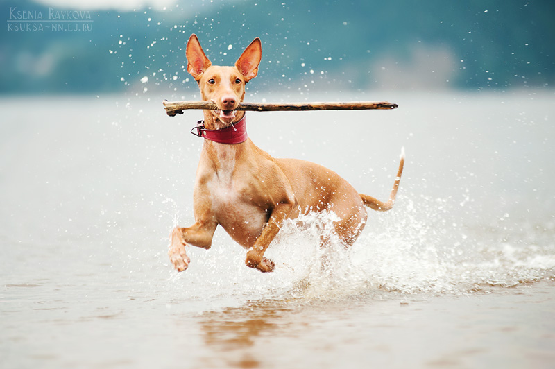 dog-photography-ksuksa-raykova-43