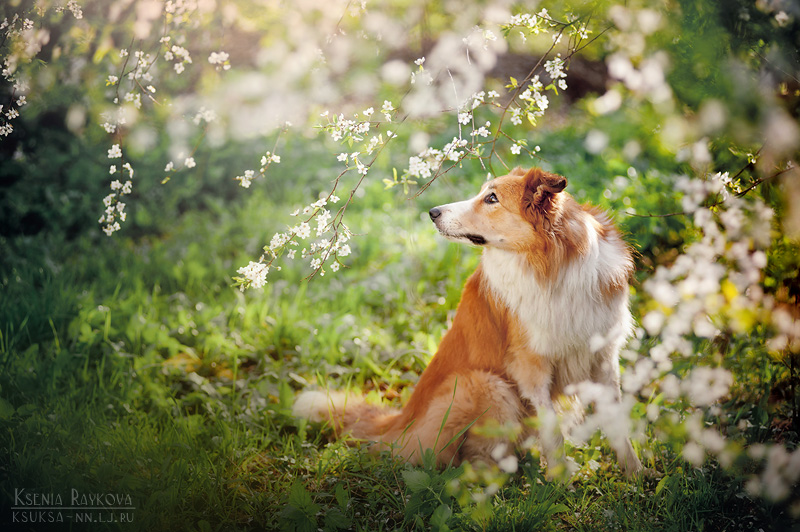 dog-photography-ksuksa-raykova-47