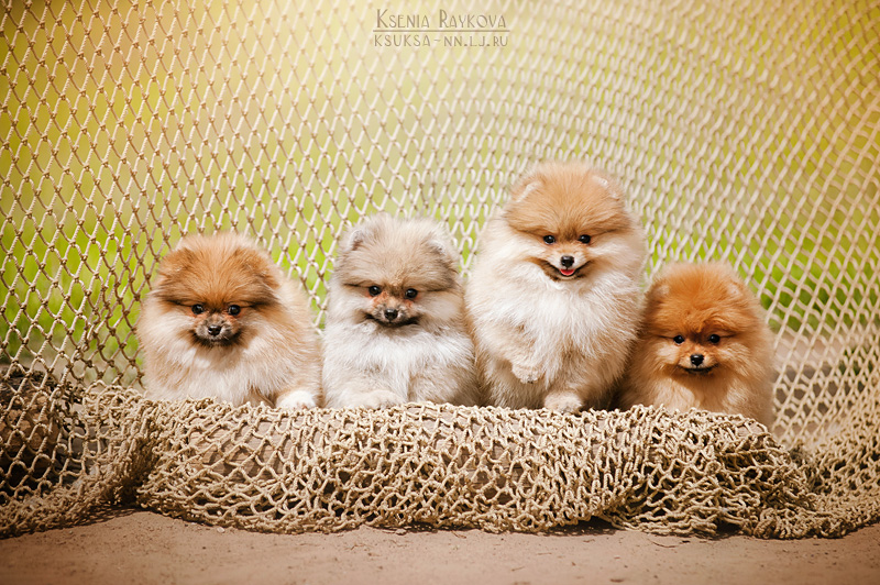 dog-photography-ksuksa-raykova-5