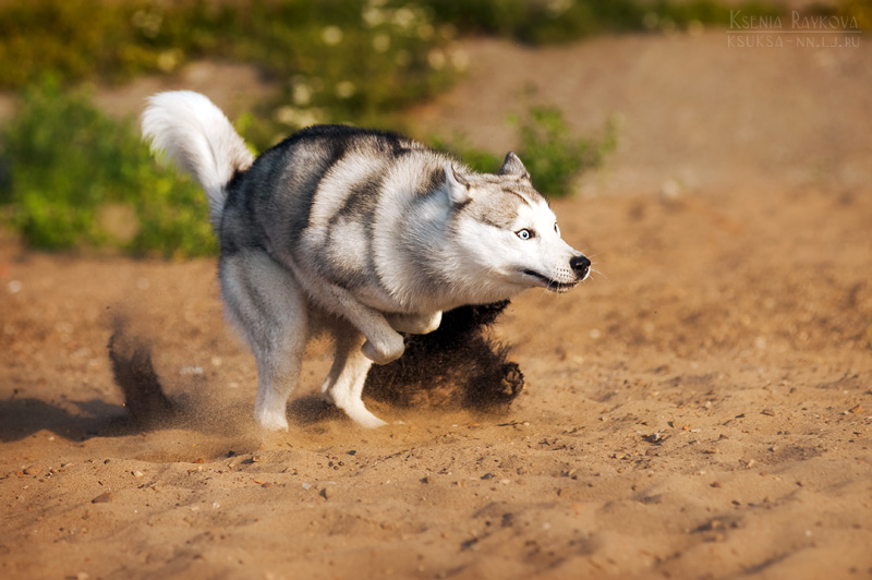 dog-photography-ksuksa-raykova-51