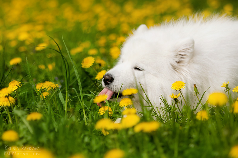 dog-photography-ksuksa-raykova-54