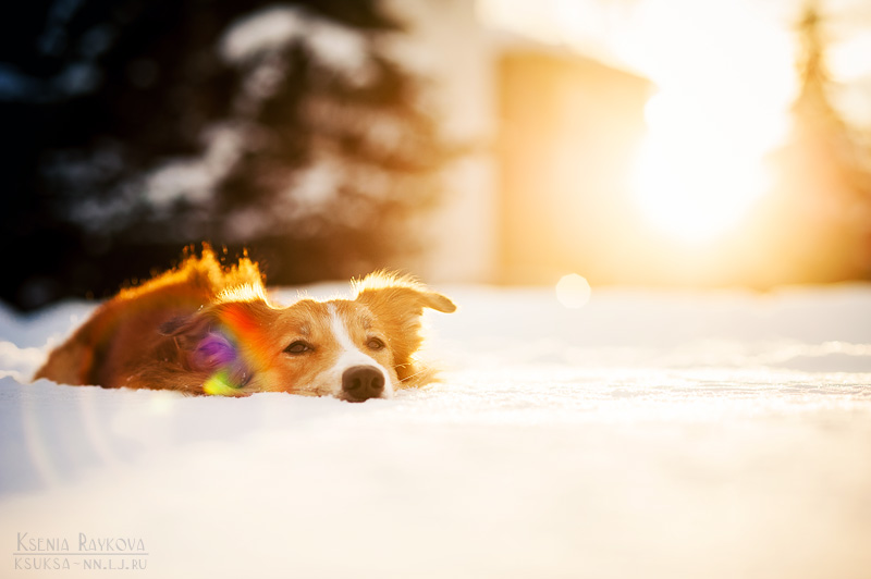dog-photography-ksuksa-raykova-6
