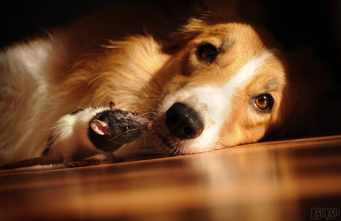 dog-photography-ksuksa-raykova-60