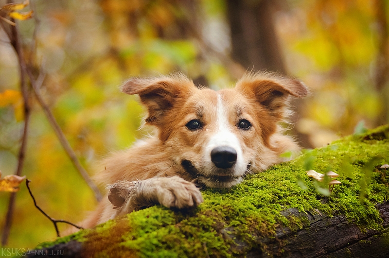 dog-photography-ksuksa-raykova-71 dog-photography-ksuksa-raykova-71