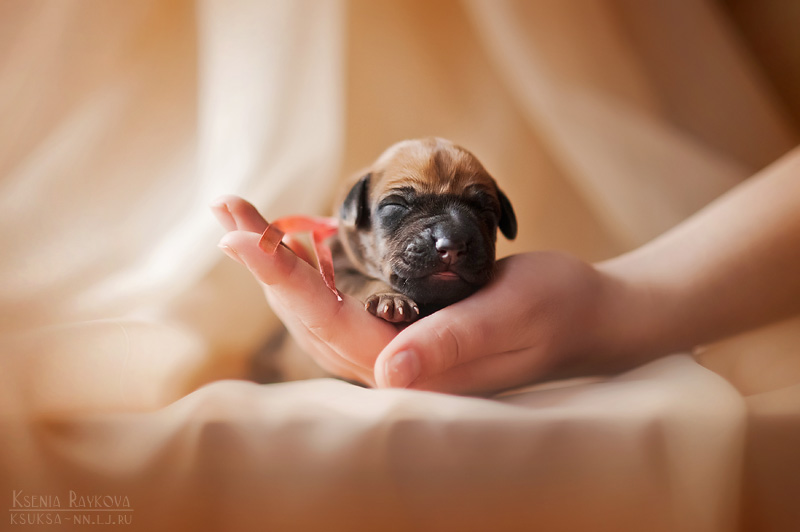 dog-photography-ksuksa-raykova-77