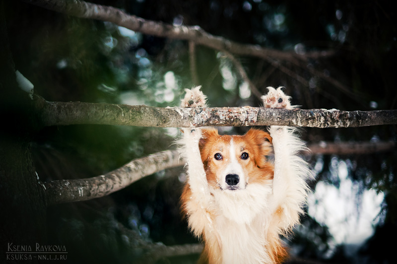 dog-photography-ksuksa-raykova-8 dog-photography-ksuksa-raykova-8