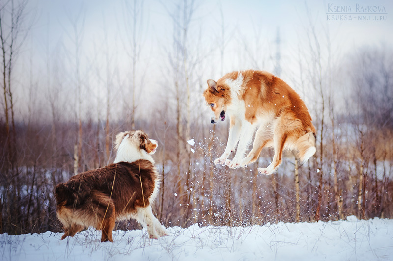 dog-photography-ksuksa-raykova-81 dog-photography-ksuksa-raykova-81