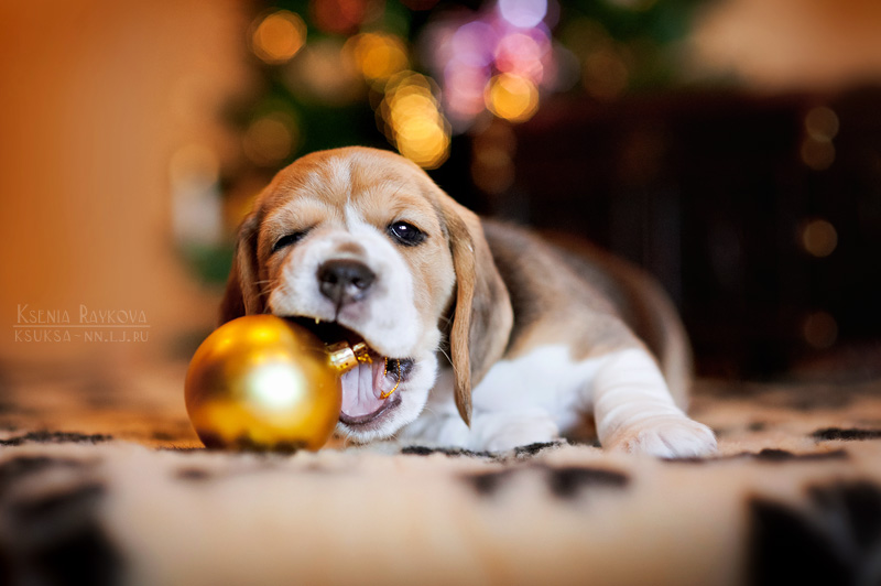 dog-photography-ksuksa-raykova-83 dog-photography-ksuksa-raykova-83