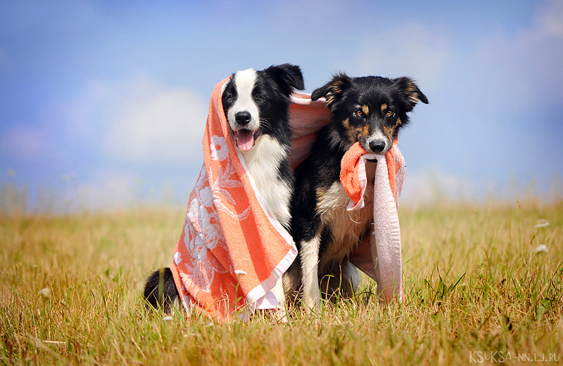 dog-photography-ksuksa-raykova-88 dog-photography-ksuksa-raykova-88