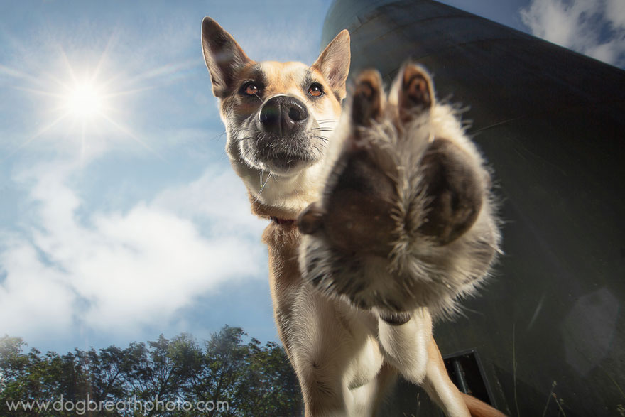 dogs-dog-breath-photography-kaylee-greer-17 dogs-dog-breath-photography-kaylee-greer-17
