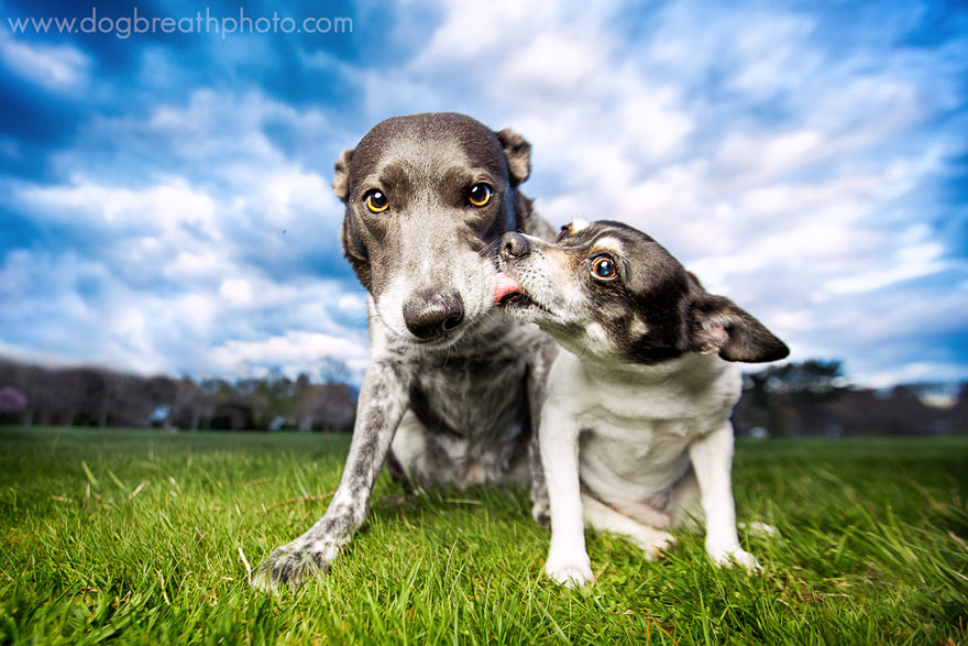 dogs-dog-breath-photography-kaylee-greer-22 dogs-dog-breath-photography-kaylee-greer-22