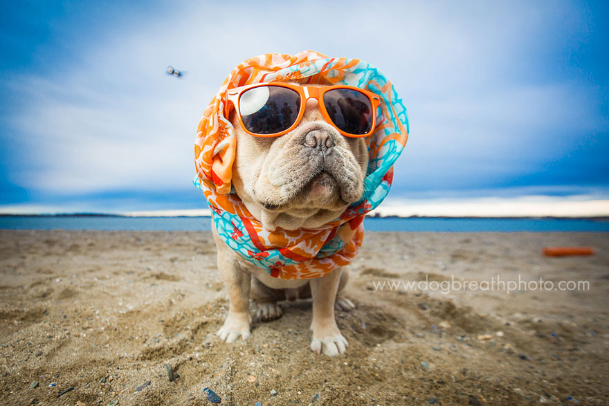 dogs-dog-breath-photography-kaylee-greer-28 dogs-dog-breath-photography-kaylee-greer-28