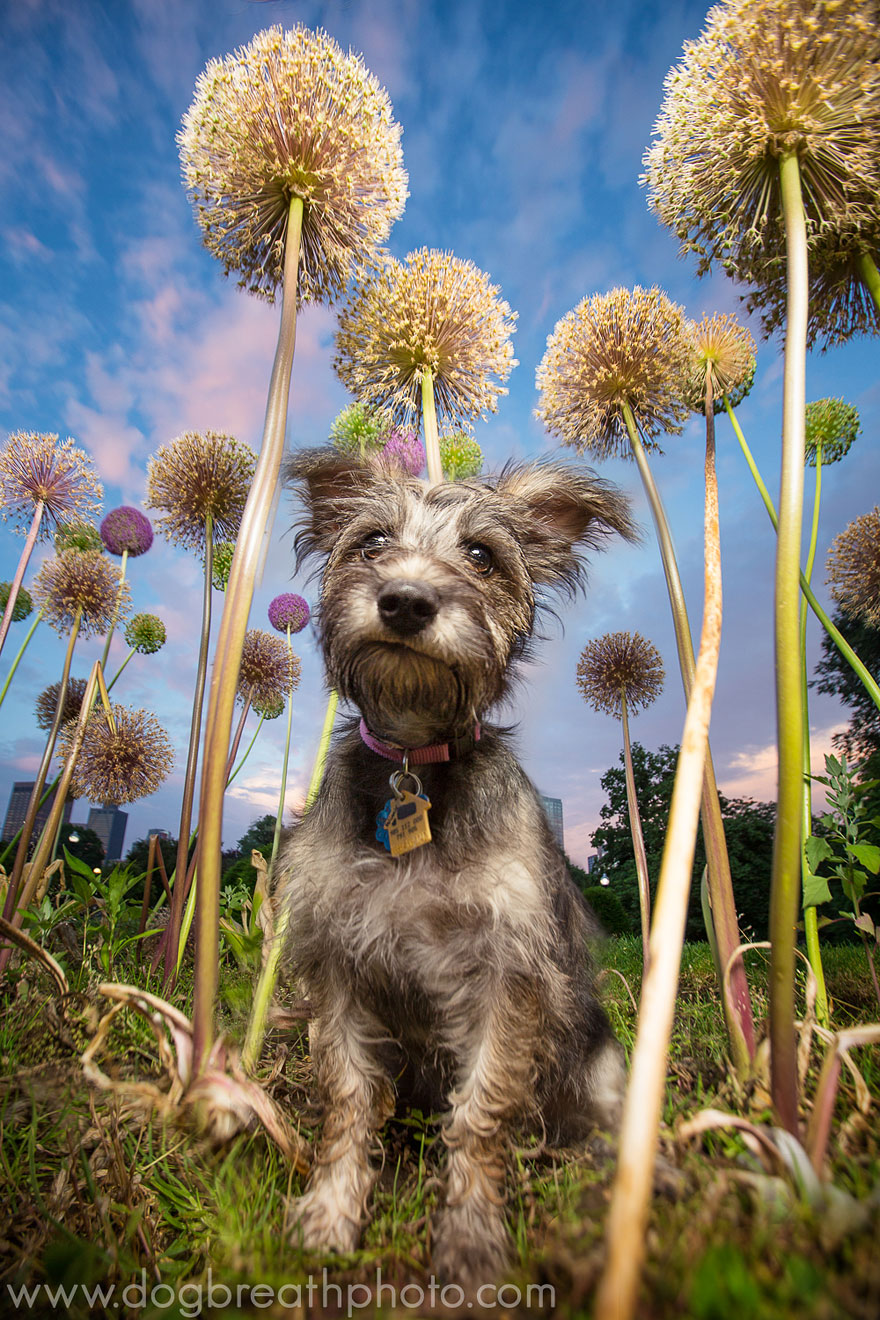 dogs-dog-breath-photography-kaylee-greer-43 dogs-dog-breath-photography-kaylee-greer-43