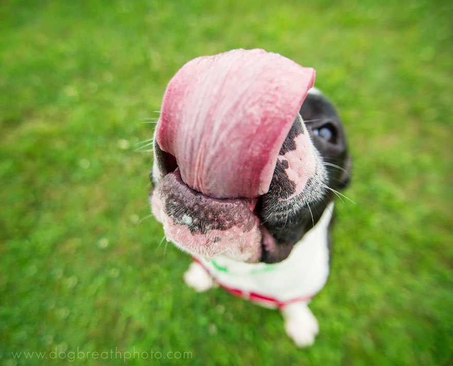 dogs-dog-breath-photography-kaylee-greer-61 dogs-dog-breath-photography-kaylee-greer-61